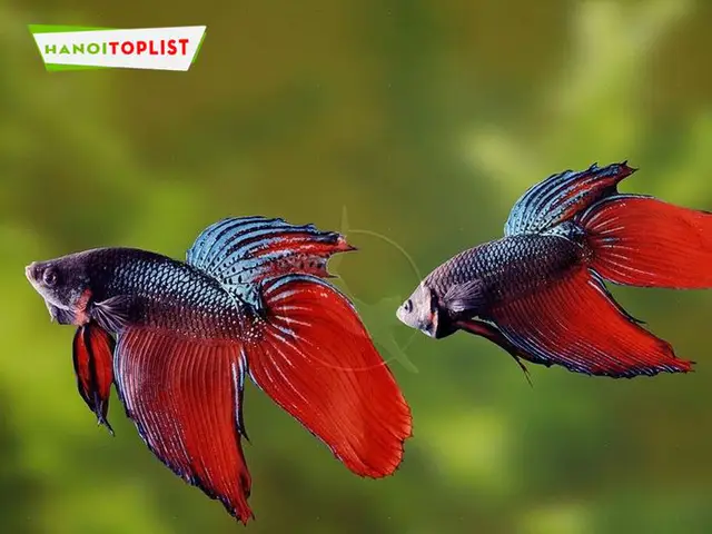 Danh Sách Các Trại Cá Betta Hà Nội Uy Tín và Chất Lượng trại cá betta hà nội