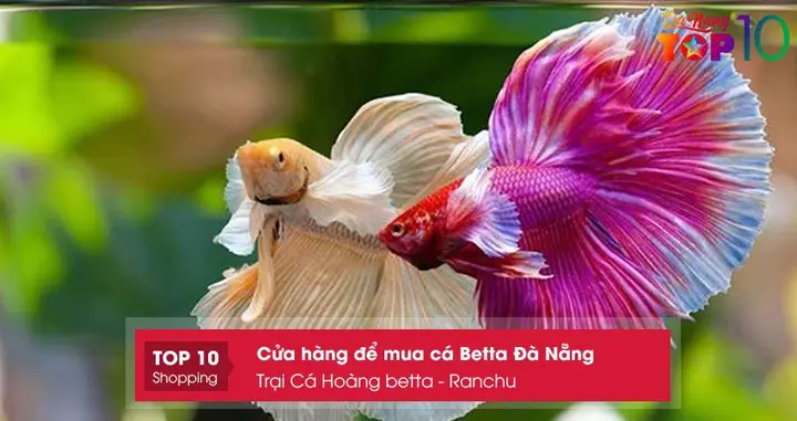 Danh Sách Các Trại Cá Betta Halfmoon Uy Tín Bạn Nên Biết trại cá betta halfmoon