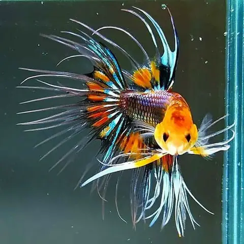 trại cá betta ở bình chánh trại cá betta ở bình chánh
