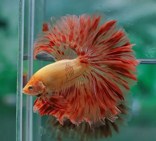trại cá betta ở bình chánh trại cá betta ở bình chánh