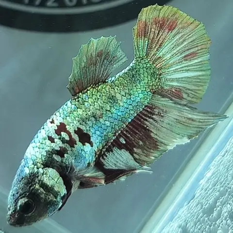 trại cá betta ở hà nội trại cá betta ở hà nội