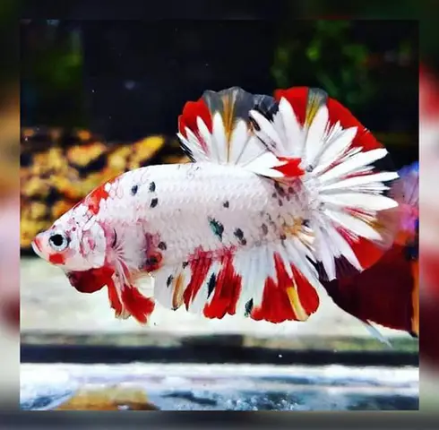 trại cá betta ở thủ đức trại cá betta ở thủ đức