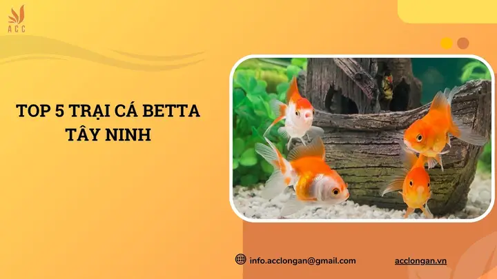 Trại Cá Betta Tây Ninh: Hướng Dẫn Chi Tiết Chọn & Chăm Sóc Cá Khoẻ trại cá betta tây ninh