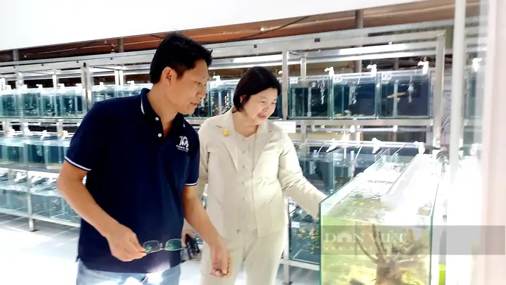 trại cá cảnh ở củ chi trại cá cảnh ở củ chi