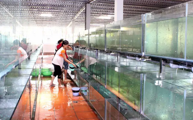 Danh sách các trại cá cảnh ở Củ Chi uy tín và chất lượng trại cá cảnh ở củ chi