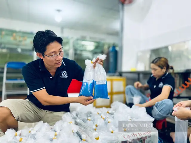 trại cá cảnh ở củ chi trại cá cảnh ở củ chi