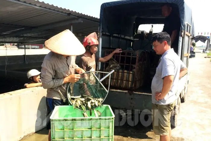 trại cá giống tư hải trại cá giống tư hải