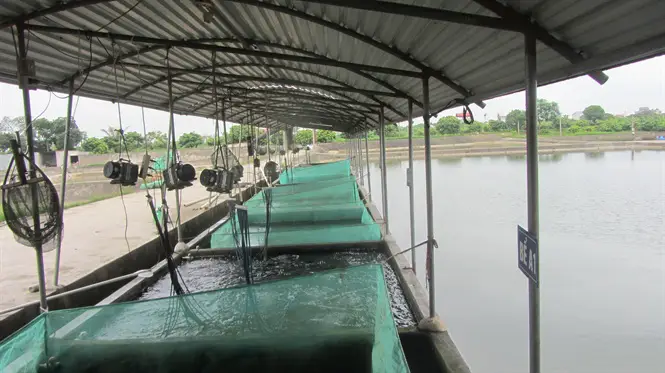 trại cá giống tư hải trại cá giống tư hải