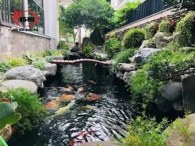 trại cá koi giống đồng nai trại cá koi giống đồng nai