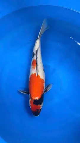 trại cá koi sài gòn trại cá koi sài gòn