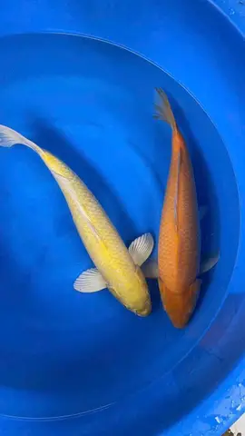 trại cá koi sài gòn trại cá koi sài gòn