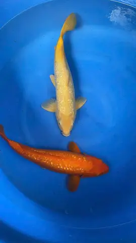 trại cá koi sài gòn trại cá koi sài gòn