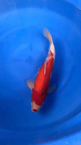 trại cá koi sài gòn trại cá koi sài gòn