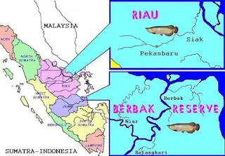 trại cá rồng bukit merah