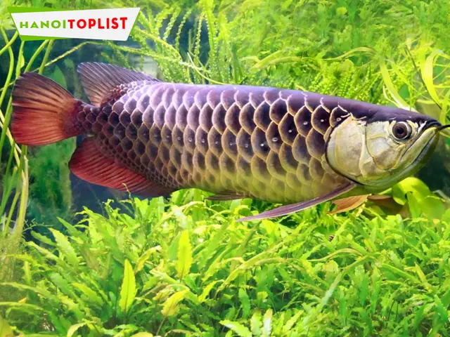 trại cá rồng hà nội