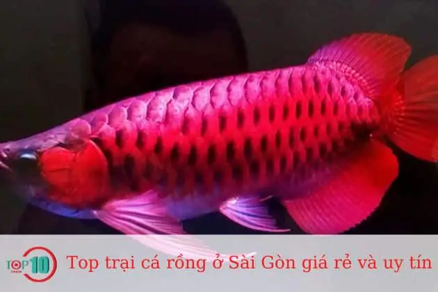 trại cá rồng hùng anh