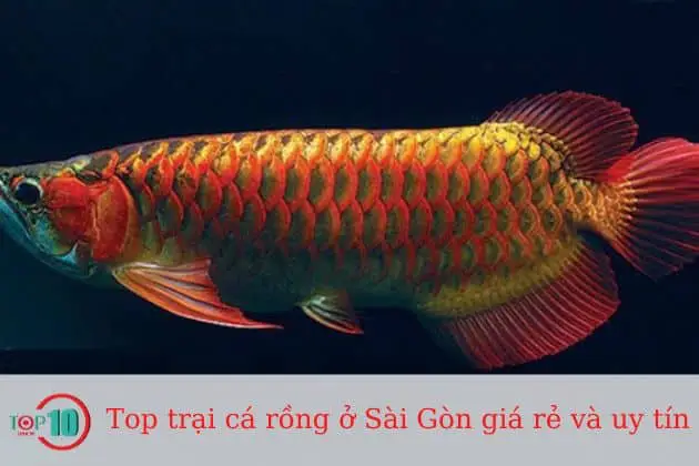 trại cá rồng hùng anh