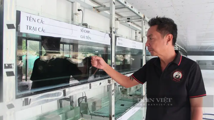 trại cá rồng tphcm