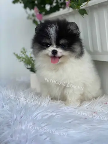tiêu chí đánh giá trại chó Phốc Sóc