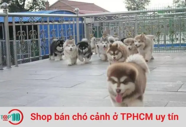 các loại trại chó Phốc Sóc ở Sài Gòn
