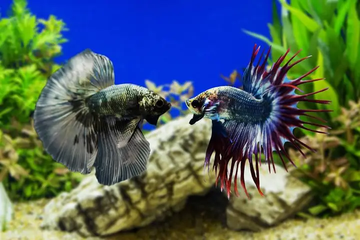 trại nuôi cá betta trại nuôi cá betta