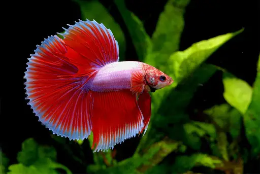 trại nuôi cá betta trại nuôi cá betta