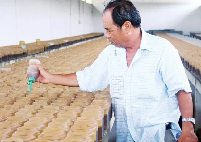 trang trại nuôi cá bảy màu