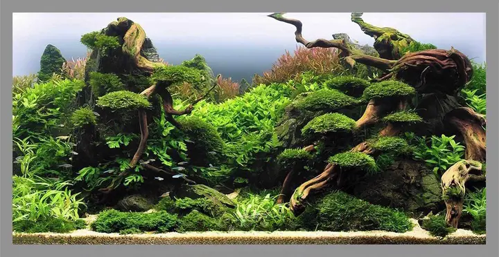 tranh 3d dán đáy bể cá rồng tranh 3d dán đáy bể cá rồng
