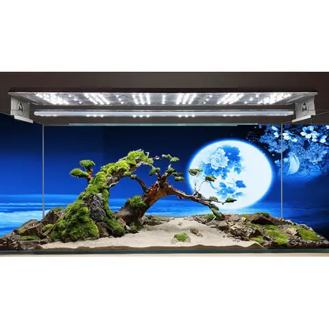 tranh 3d dán đáy bể cá rồng tranh 3d dán đáy bể cá rồng