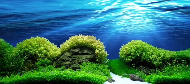 tranh 3d hồ cá