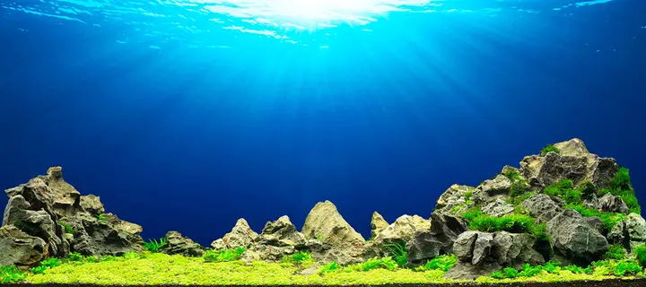 tranh 3d hồ cá