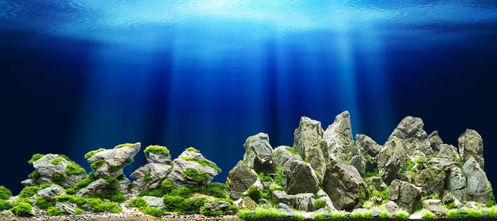 tranh 3d hồ cá