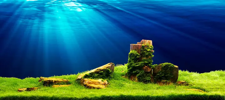 tranh 3d hồ cá