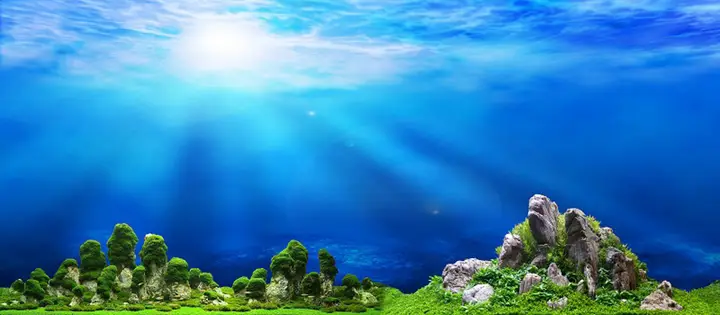 tranh 3d hồ cá