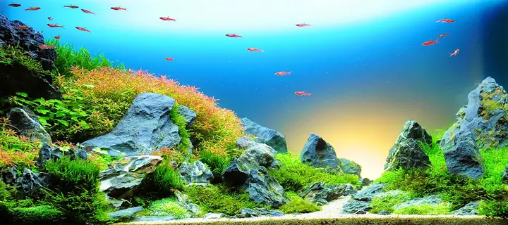 tranh 3d hồ cá