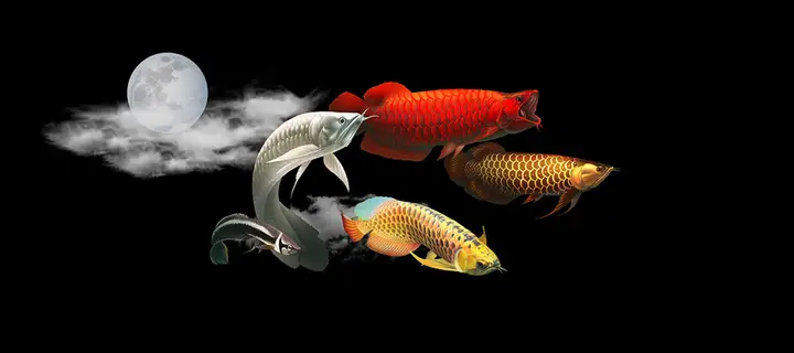 tranh 3d hồ cá