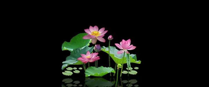 tranh 3d hồ cá
