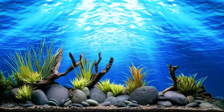tranh 3d hồ cá