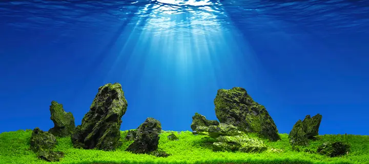 tranh 3d hồ cá