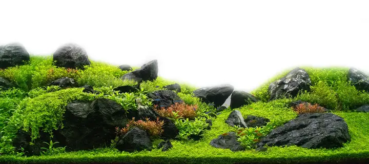 tranh 3d hồ cá