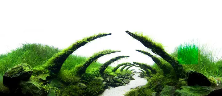 tranh 3d hồ cá