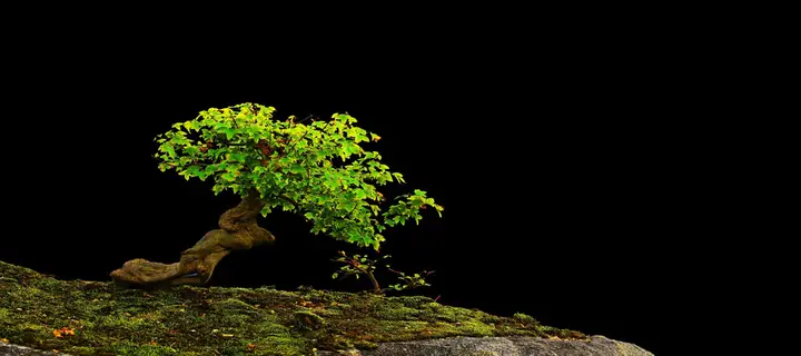 tranh 3d hồ cá