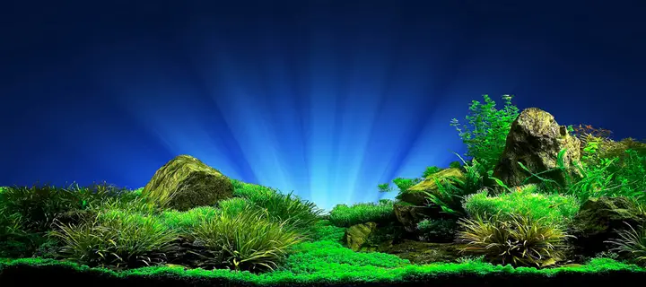 tranh 3d hồ cá