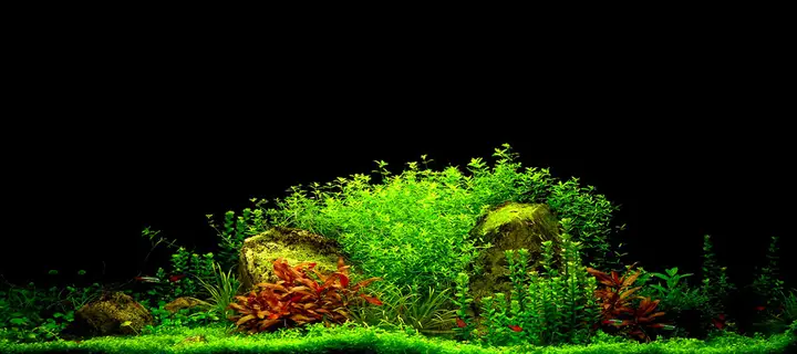 tranh 3d hồ cá