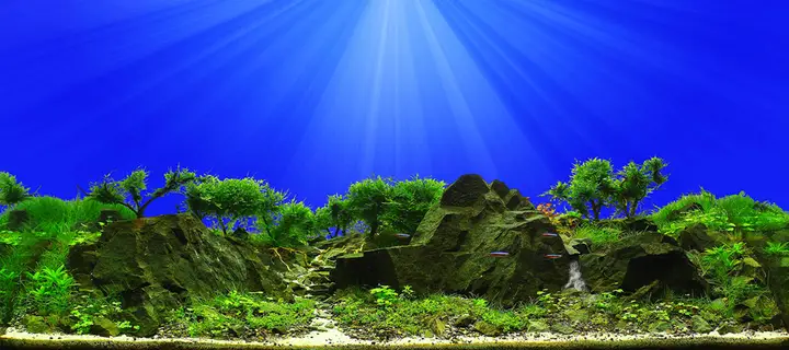 tranh 3d hồ cá