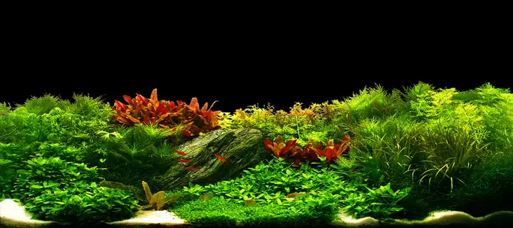tranh 3d hồ cá