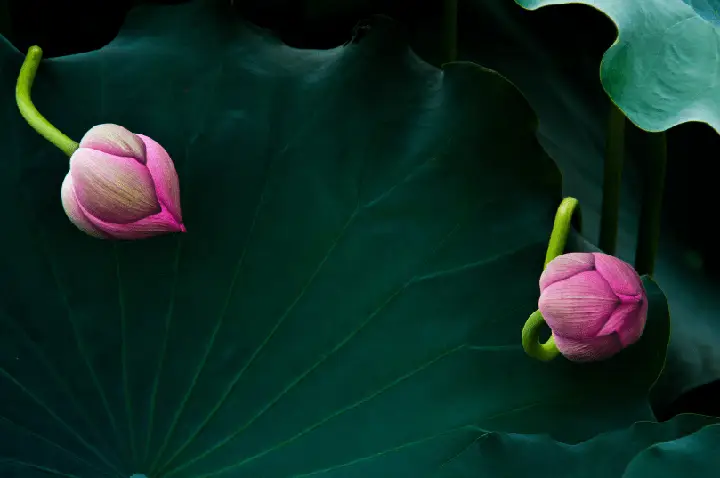 trồng sen trong hồ cá trồng sen trong hồ cá
