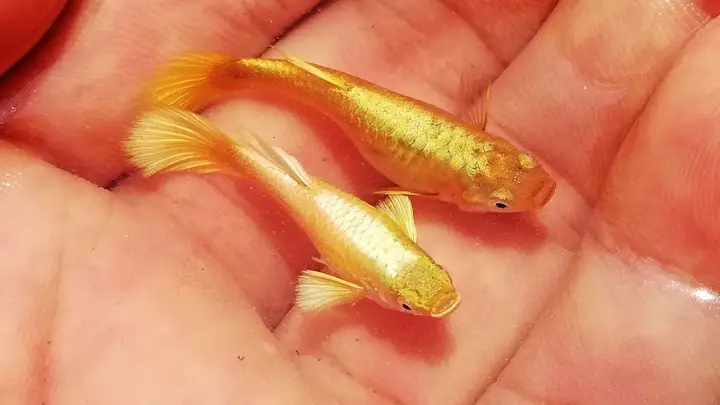tự làm thức ăn cho cá bảy màu