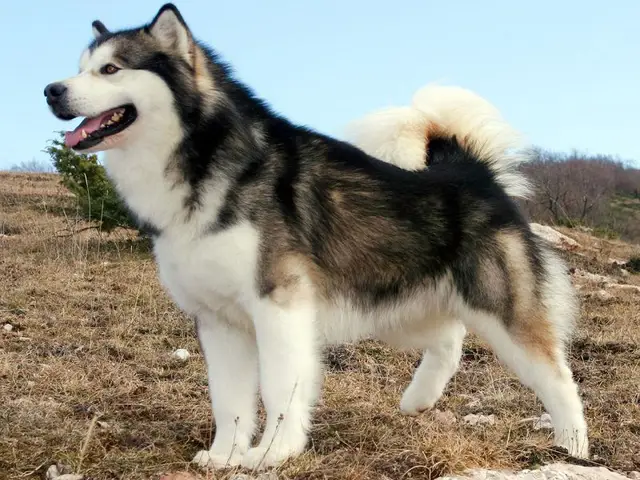 Khám Phá Tuổi Thọ Của Chó Alaska: Yếu Tố & Bí Quyết Chăm Sóc Toàn Diện Khám Phá Tuổi Thọ Của Chó Alaska: Yếu Tố & Bí Quyết Chăm Sóc Toàn Diện