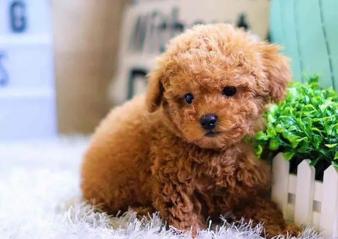 Tuổi Thọ Của Chó Poodle: Cách Chăm Sóc, Dinh Dưỡng Và Bệnh Tật Ảnh Hưởng Các yếu tố ảnh hưởng đến tuổi thọ của chó Poodle